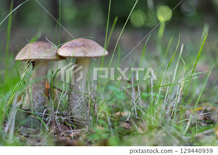 Two wild mushrooms growing in forest grass 129440939