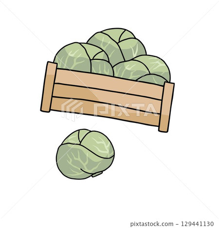 crate with green cabbage on white background crate with green cabbage on white background 129441130