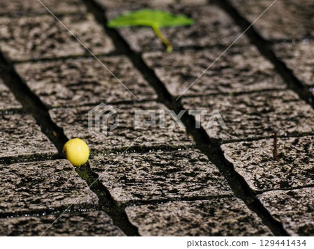 A ginkgo nut fallen on a wet night road 129441434