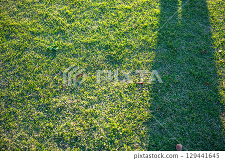 Light and shadow lawn Light and shadow lawn 129441645