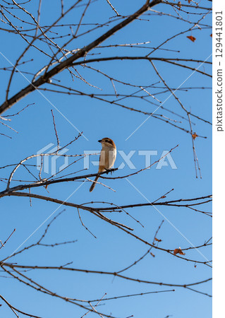 Blue sky and shrike 129441801
