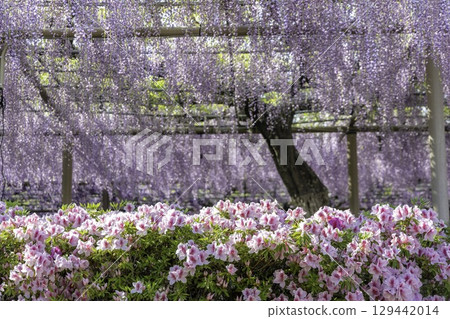 Blooming wisteria trellis and colorful azalea flowers in the gardens of Mandaraji Park in Aichi Prefecture Blooming wisteria trellis and colorful azalea flowers in the gardens of Mandaraji Park in Aichi Prefecture 129442014