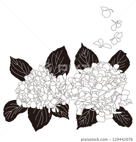 單色繡球花向量圖 129442076