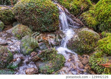 Yakushima National Park: Japan's most beautiful moss-covered stream (winter) 129442126