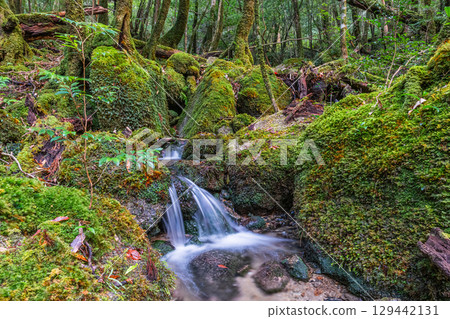 Yakushima National Park: Japan's most beautiful moss-covered stream (winter) 129442131