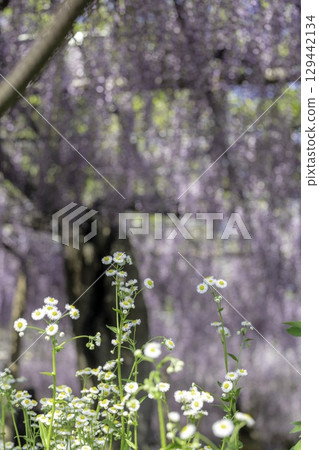 陽光明媚的春日，野花盛開，紫藤花作為背景 129442134