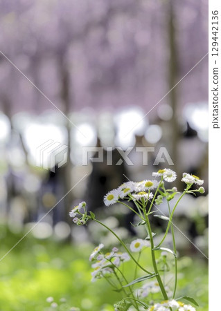 A soft view of wildflowers blooming on a sunny spring day with wisteria flowers in the background A soft view of wildflowers blooming on a sunny spring day with wisteria flowers in the background 129442136