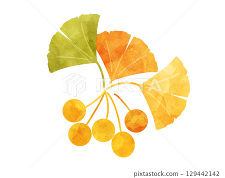 Autumn illustration of ginkgo leaves and ginkgo nuts, watercolor version Autumn illustration of ginkgo leaves and ginkgo nuts, watercolor version 129442142