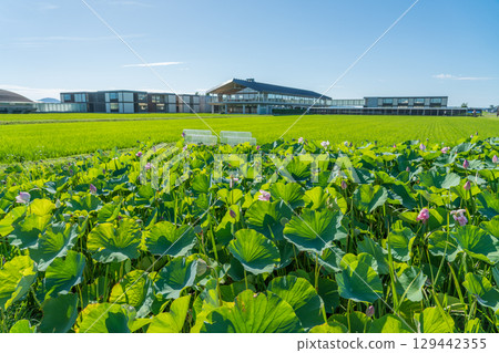 Suiden Terrace Suiden Terrace 129442355