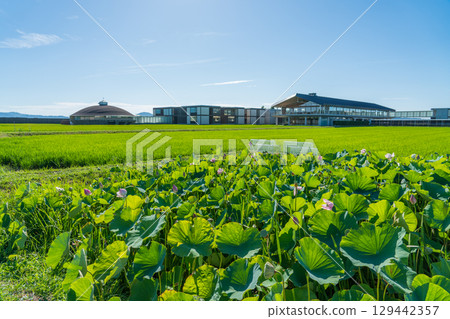 Suiden Terrace 129442357