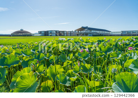 Suiden Terrace 129442366