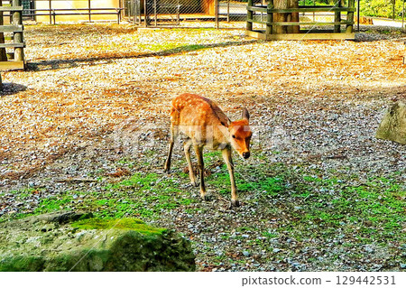 Standing deer Standing deer 129442531
