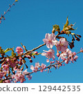 Spring visit 129442535