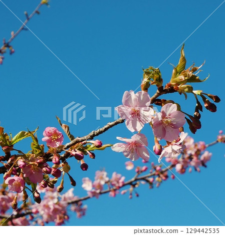 Spring visit Spring visit 129442535