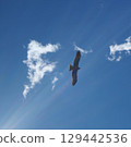 Black kite flying in the sky 129442536