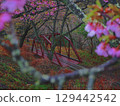 Railway tracks over cherry blossoms 129442542