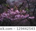Cherry blossoms with raindrops 129442543