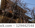 Weeping plum blossoms at Yushima Tenmangu Shrine in early spring 129442548