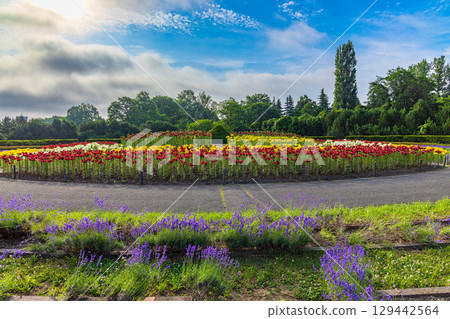 Yurigahara Park (Hokkaido, July) Yurigahara Park (Hokkaido, July) 129442564