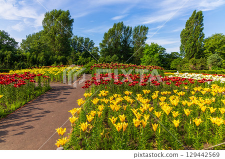 百合原公園(北海道,7 月) 百合原公園(北海道,7 月) 129442569