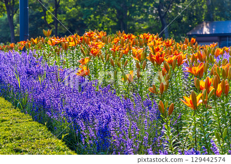 百合原公園(北海道,7 月) 百合原公園(北海道,7 月) 129442574