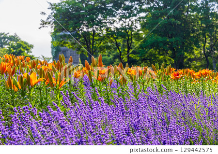 Yurigahara Park (Hokkaido, July) 129442575