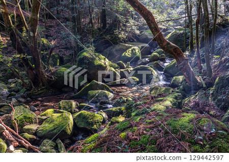 Yakushima National Park: Himeshara and the valley of sunlight filtering through the trees (winter) 129442597