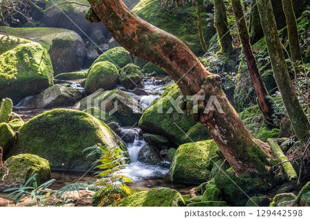 Yakushima National Park: Himeshara and the valley of sunlight filtering through the trees (winter) 129442598