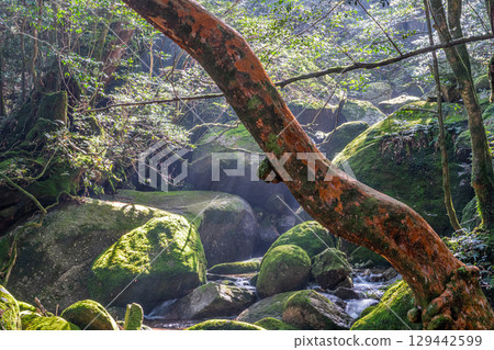 Yakushima National Park: Himeshara and the valley of sunlight filtering through the trees (winter) 129442599