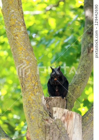 Squirrel in the park 129442690