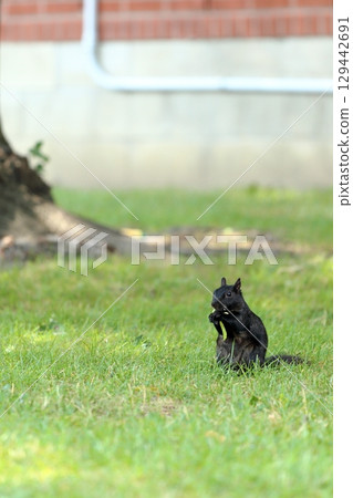 Squirrel in the park 129442691