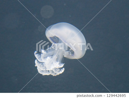 加茂水族館的水母（帕爾莫） 129442695