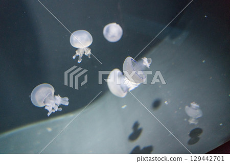 加茂水族館的水母(帕爾莫) 加茂水族館的水母(帕爾莫) 129442701