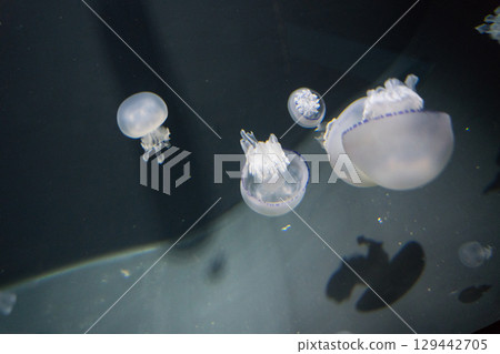 加茂水族館的水母（帕爾莫） 129442705