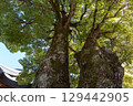 Large tree at Yushima Tenmangu Shrine in early spring 129442905