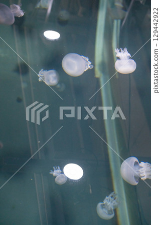 Jellyfish (Palmo) at Kamo Aquarium Jellyfish (Palmo) at Kamo Aquarium 129442922