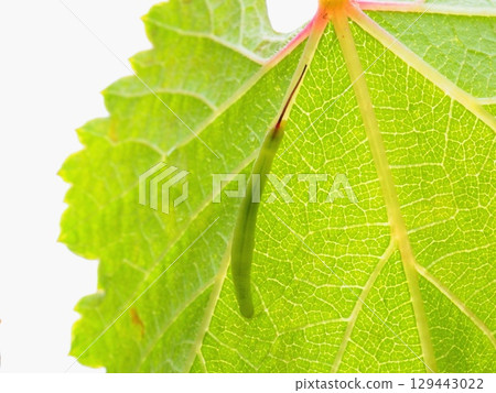葡萄葉背面有紅色突起的毛毛蟲（20250807113904） 129443022