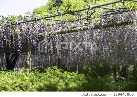 Wisteria Festival in Konan City, Aichi Prefecture, and a purple wisteria trellis in full bloom Wisteria Festival in Konan City, Aichi Prefecture, and a purple wisteria trellis in full bloom 129443066