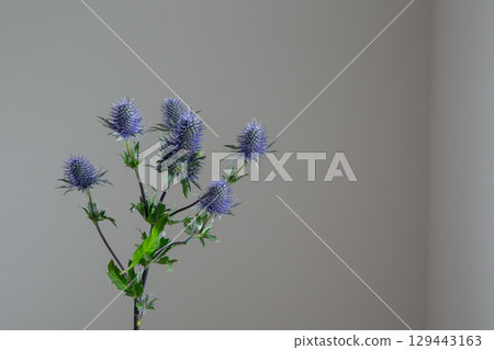 Erinnium Erinnium 129443163