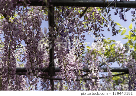 The wisteria trellis in full bloom at Mandaraji Park and the Konan Wisteria Festival stand out against the blue sky 129443191