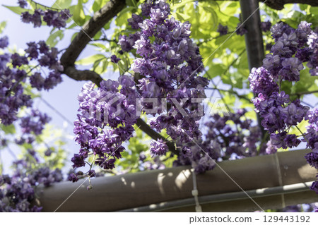 The wisteria trellis in full bloom at Mandaraji Park and the Konan Wisteria Festival stand out against the blue sky 129443192