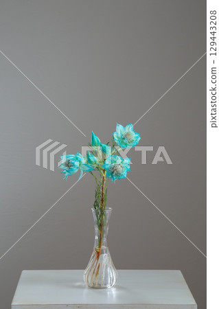 Seruria placed in a white room 129443208