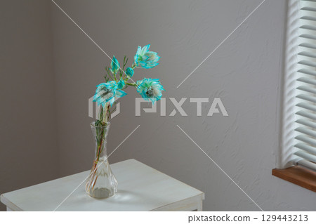 Seruria placed in a white room 129443213