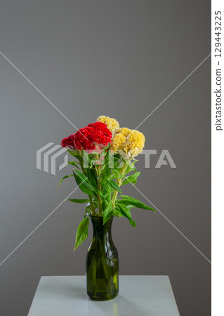 Celosia placed in a white room Celosia placed in a white room 129443225