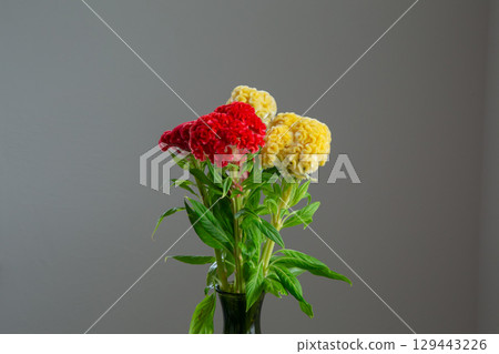Celosia placed in a white room Celosia placed in a white room 129443226