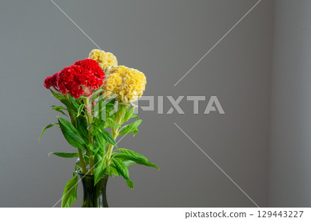 Celosia placed in a white room Celosia placed in a white room 129443227