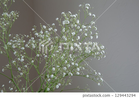Gypsophila in a white room Gypsophila in a white room 129443294