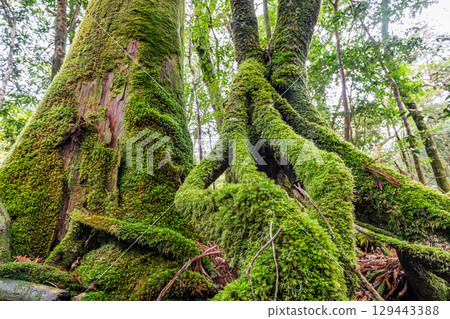 Yakushima National Park: Japan's most beautiful moss forest (winter) 129443388