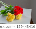 Celosia placed in a white room 129443410