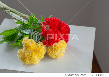 Celosia placed in a white room Celosia placed in a white room 129443410